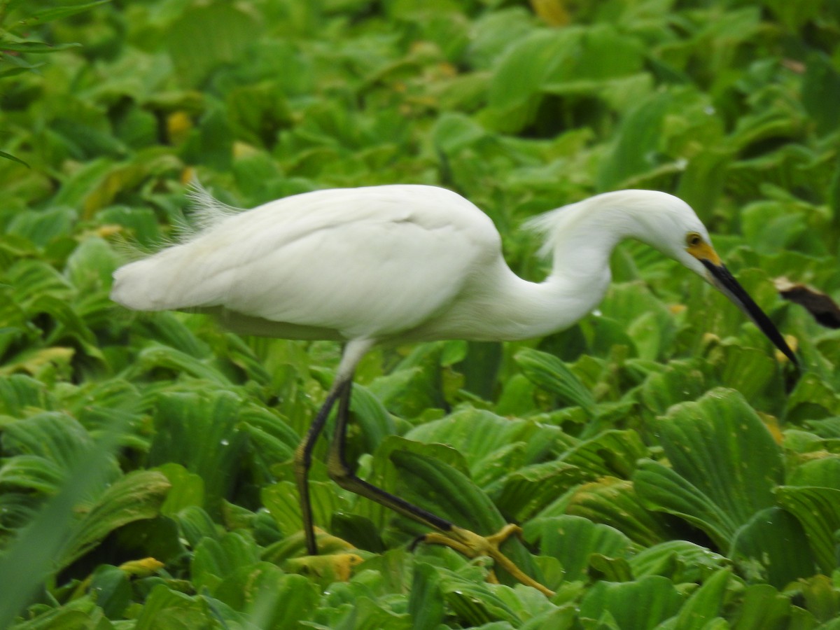 Snowy Egret - ML655184819