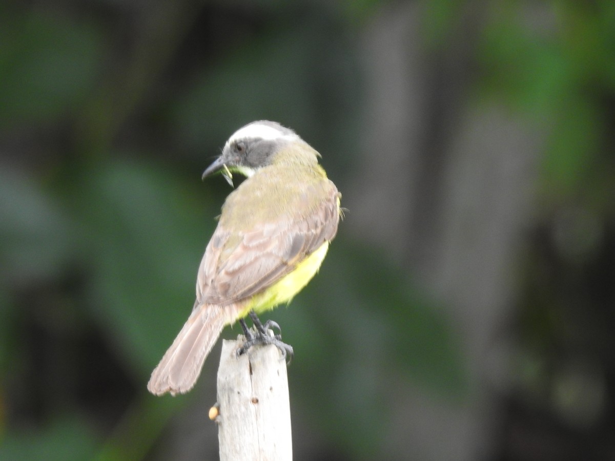 Great Kiskadee - ML655184865