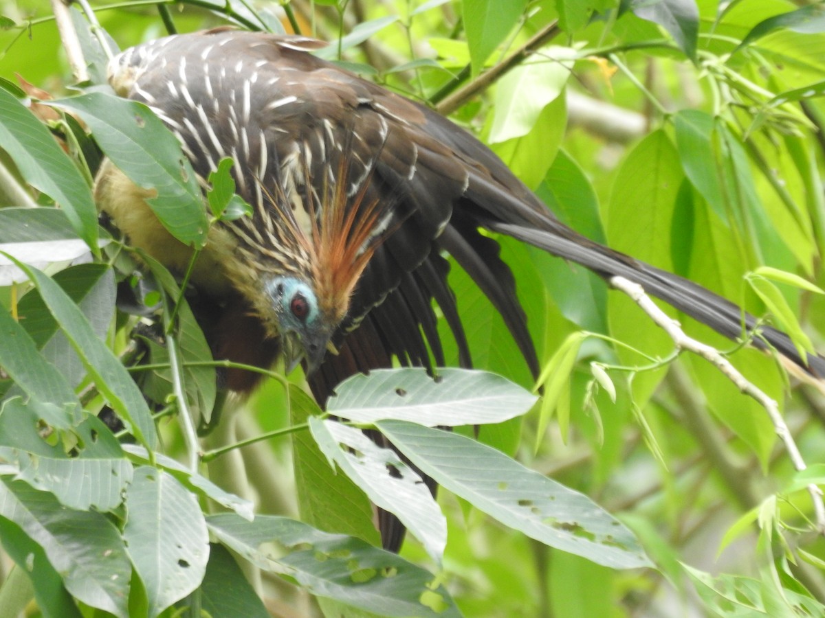 Hoatzin - ML655184929