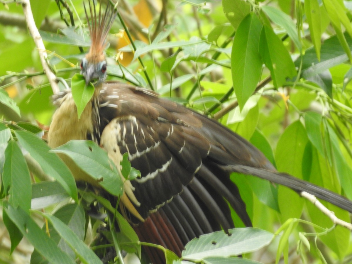 Hoatzin - ML655184930