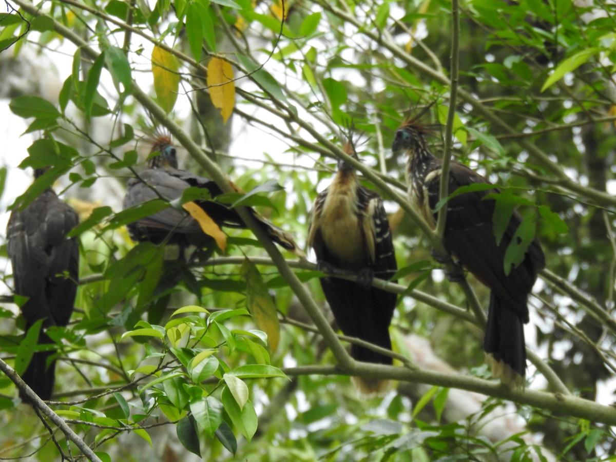 Hoatzin - ML655184931