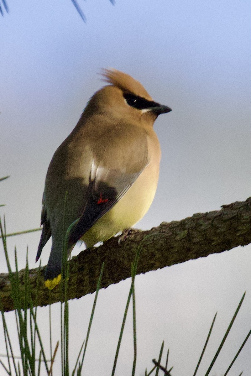 Cedar Waxwing - ML655185254
