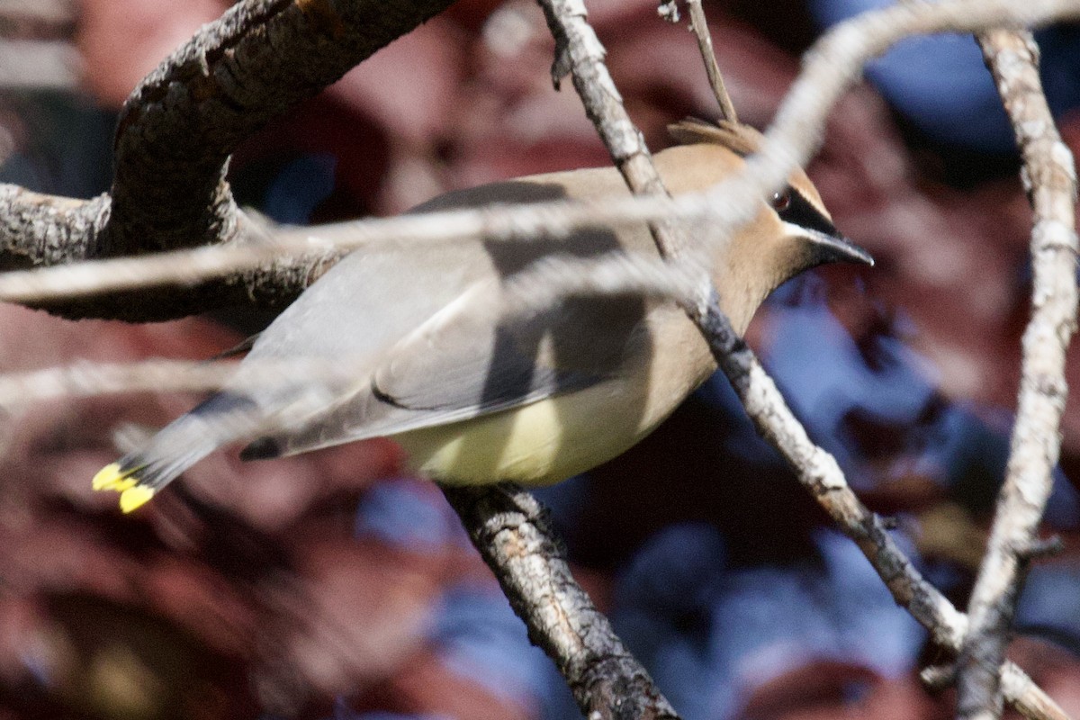 Cedar Waxwing - ML655185256