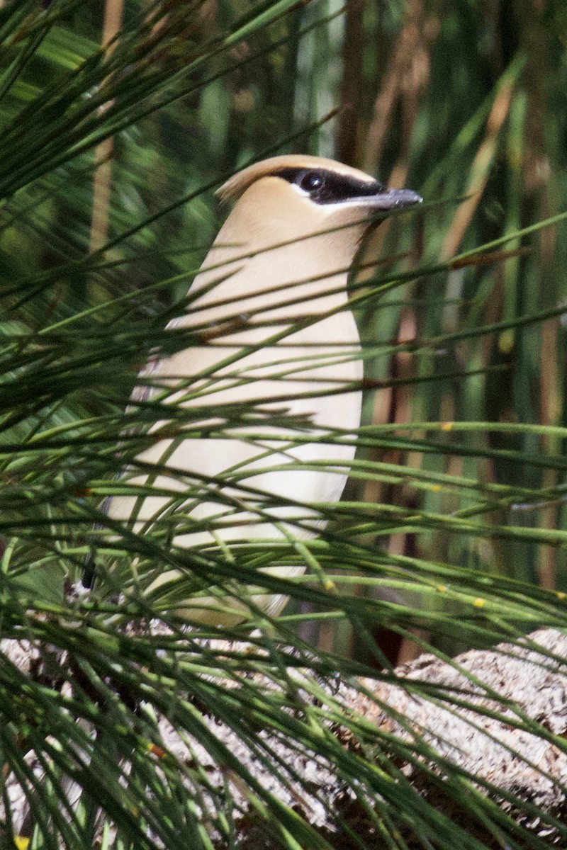 Cedar Waxwing - ML655185259