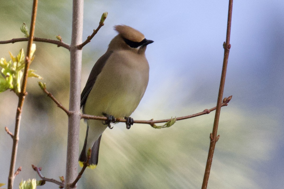 Cedar Waxwing - ML655185270