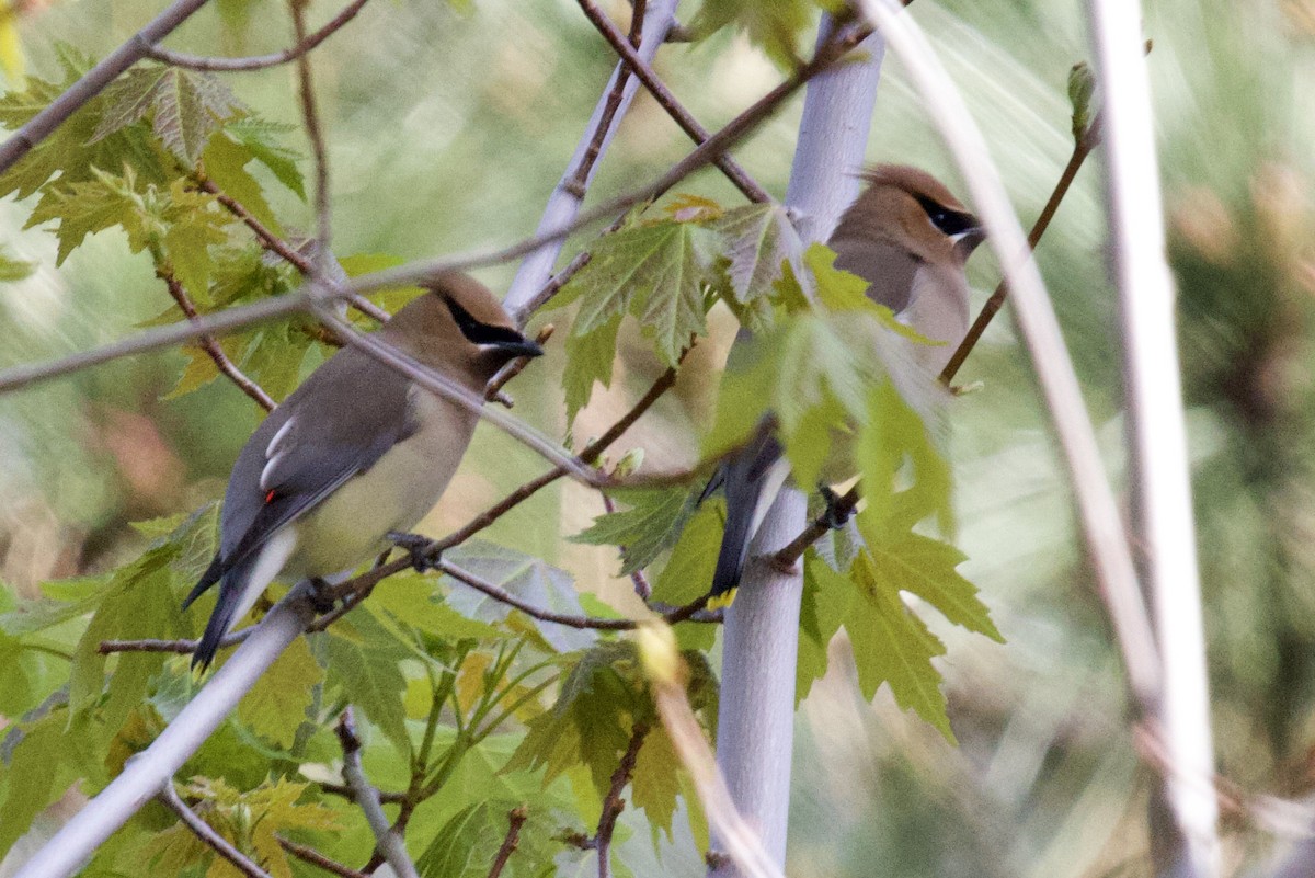 Cedar Waxwing - ML655185277