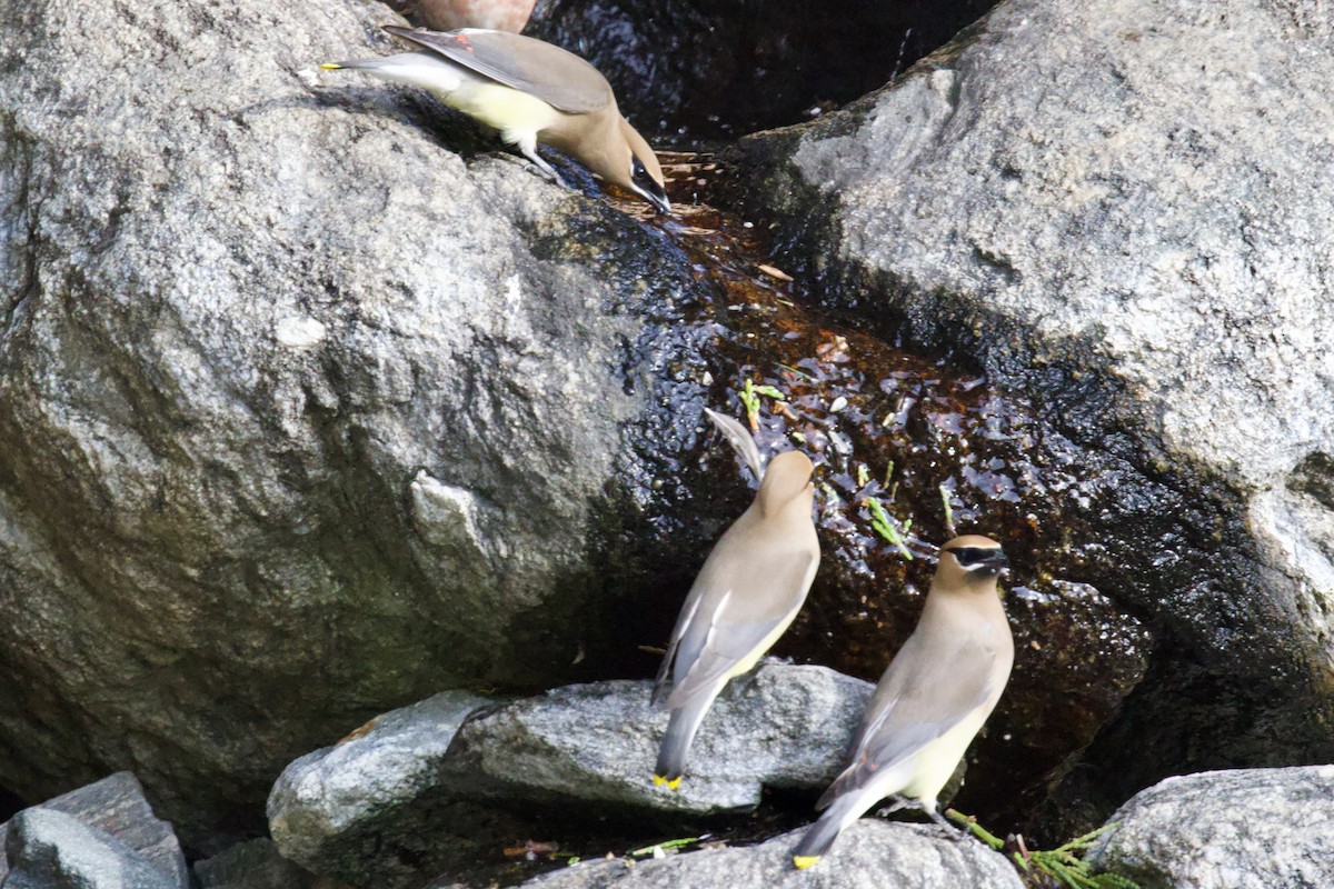 Cedar Waxwing - ML655185359