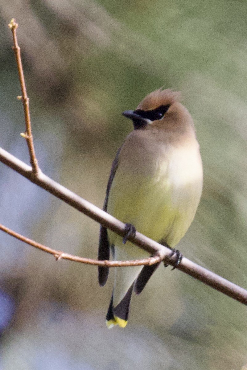 Cedar Waxwing - ML655185378