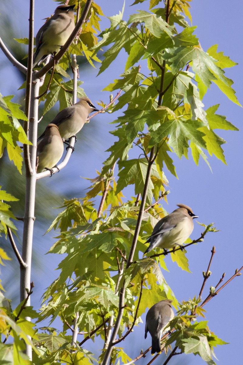 Cedar Waxwing - ML655185395