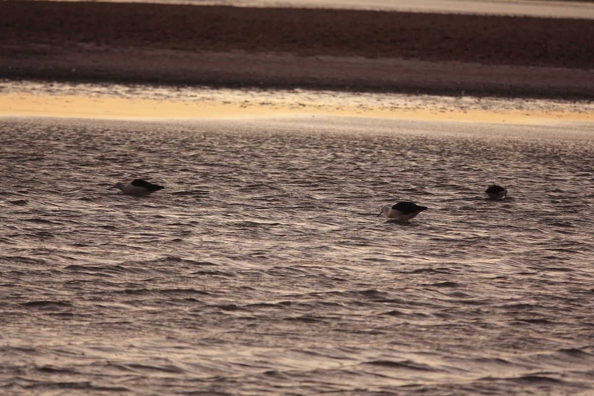 Andean Avocet - ML655185767