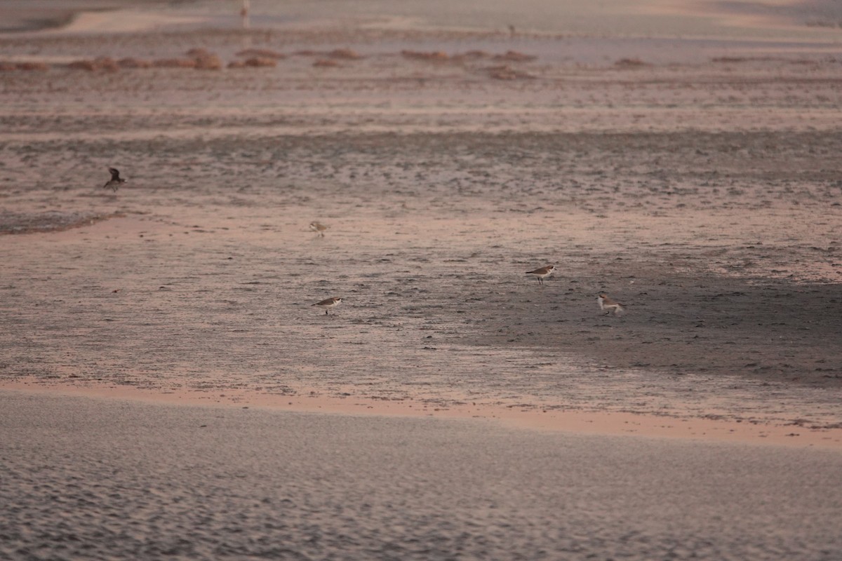 Puna Plover - ML655185781