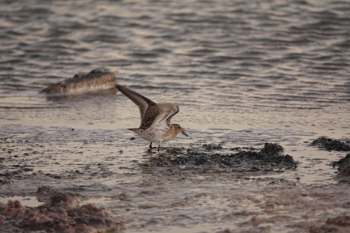 Baird's Sandpiper - ML655185859