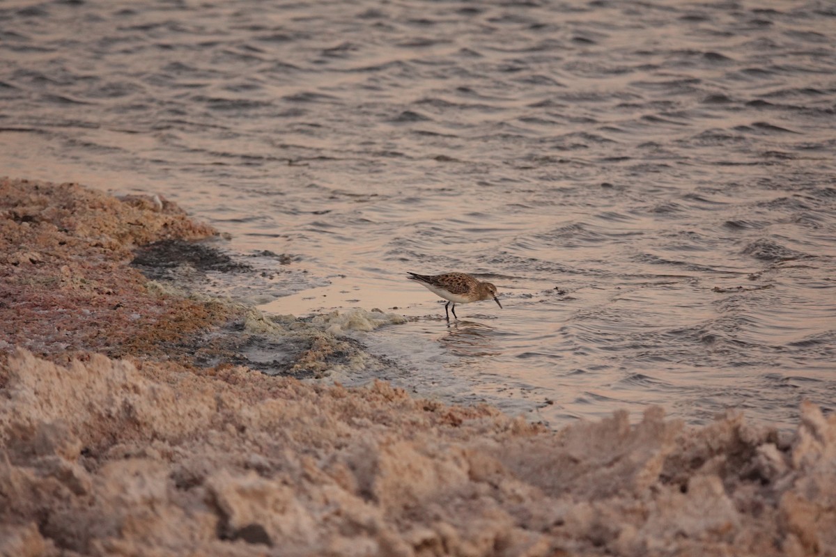 Baird's Sandpiper - ML655185860
