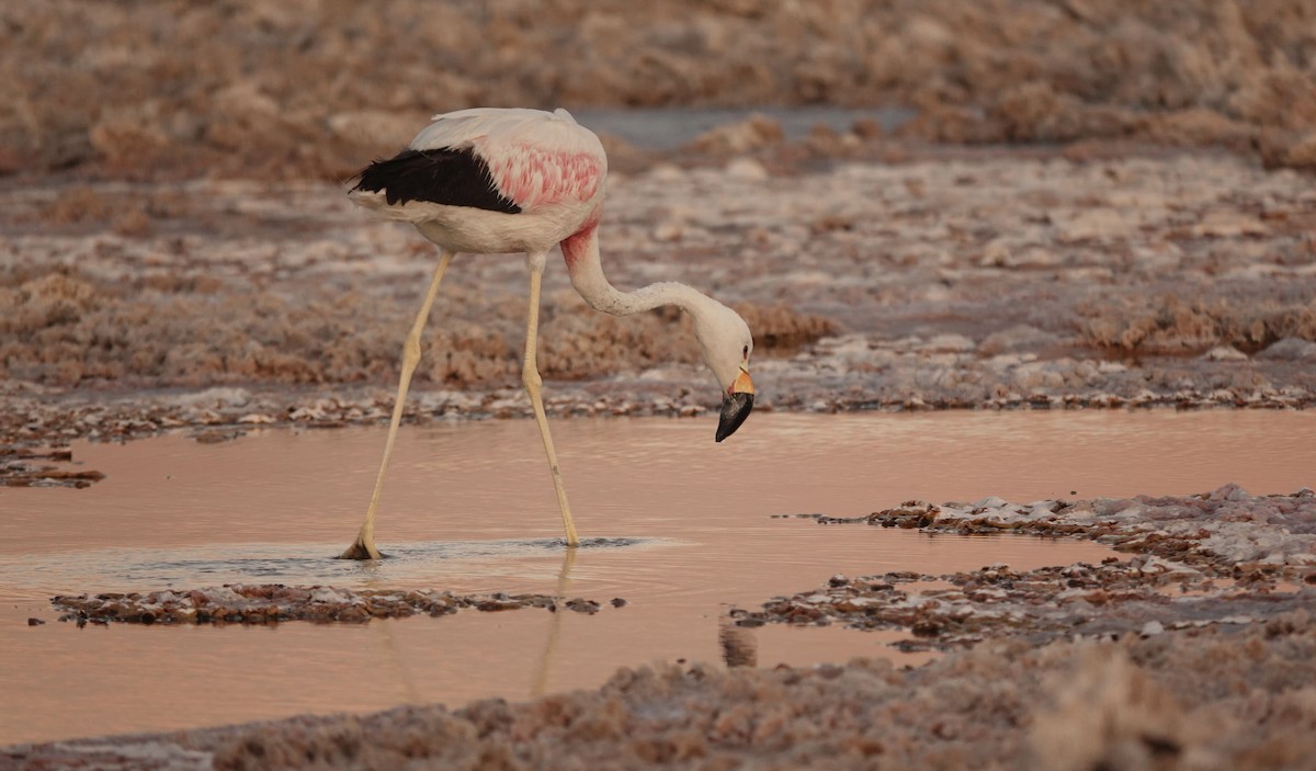 Andean Flamingo - ML655185910