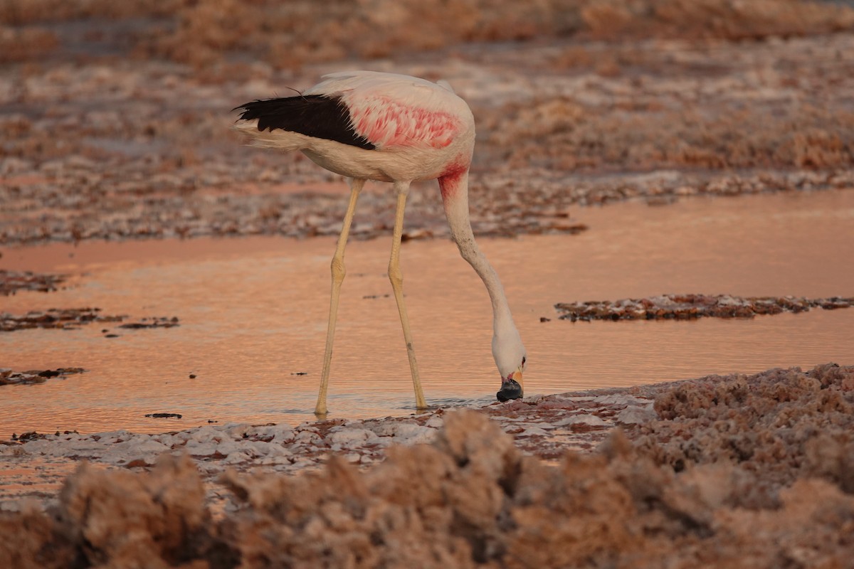 Andean Flamingo - ML655185911