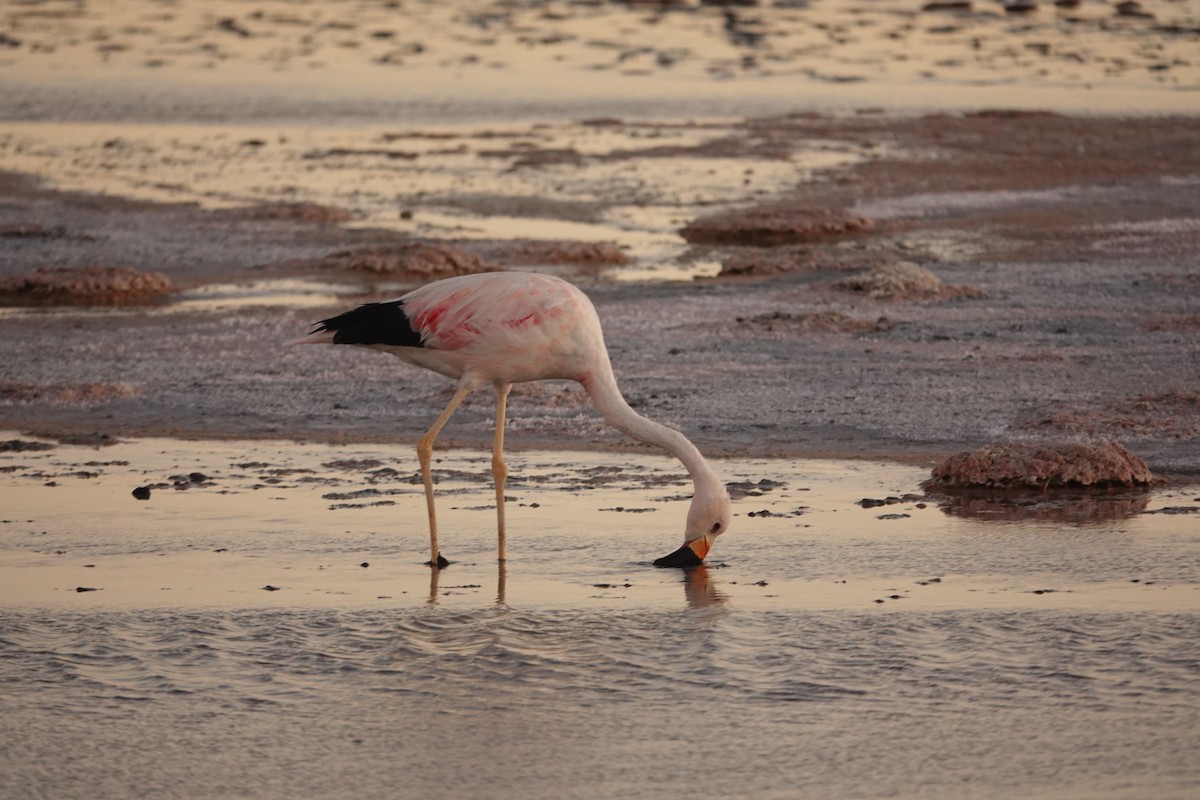 Andean Flamingo - ML655185912