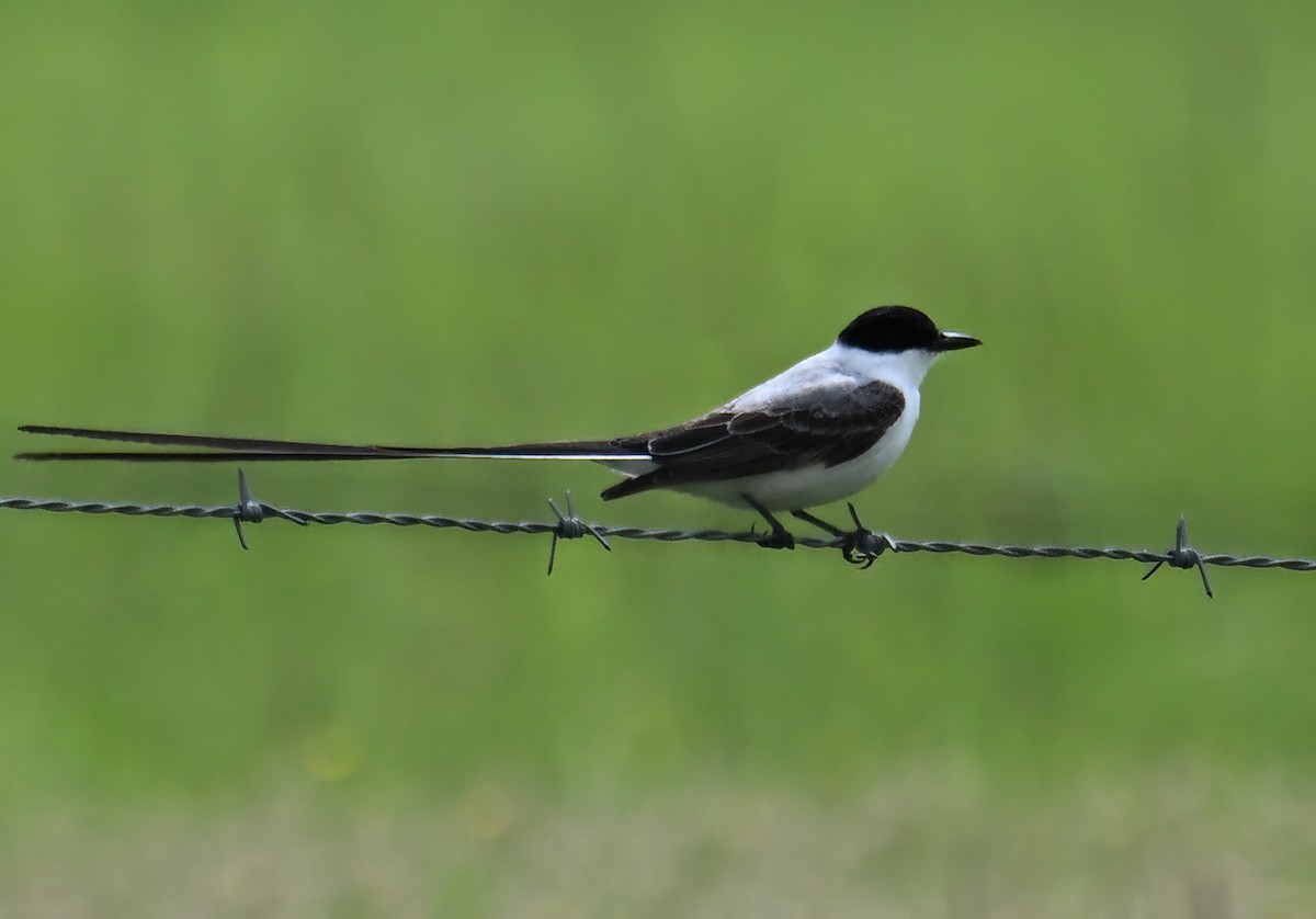 Fork-tailed Flycatcher - ML655186657