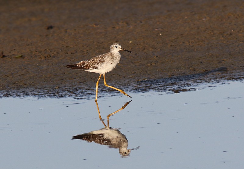 Lesser Yellowlegs - ML65518711