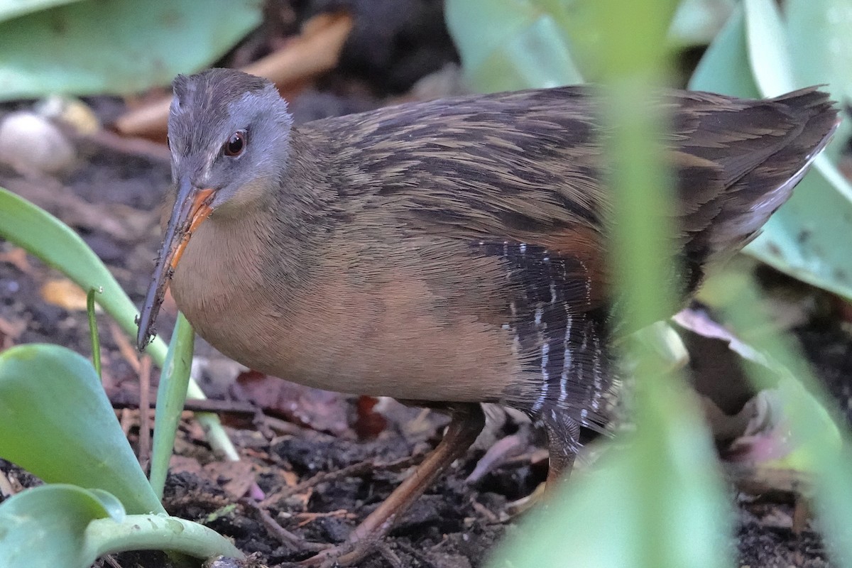 Râle de Virginie - ML655187168