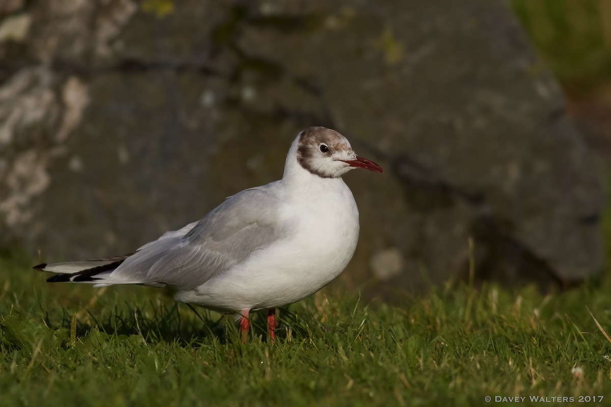 Mouette rieuse - ML65518731