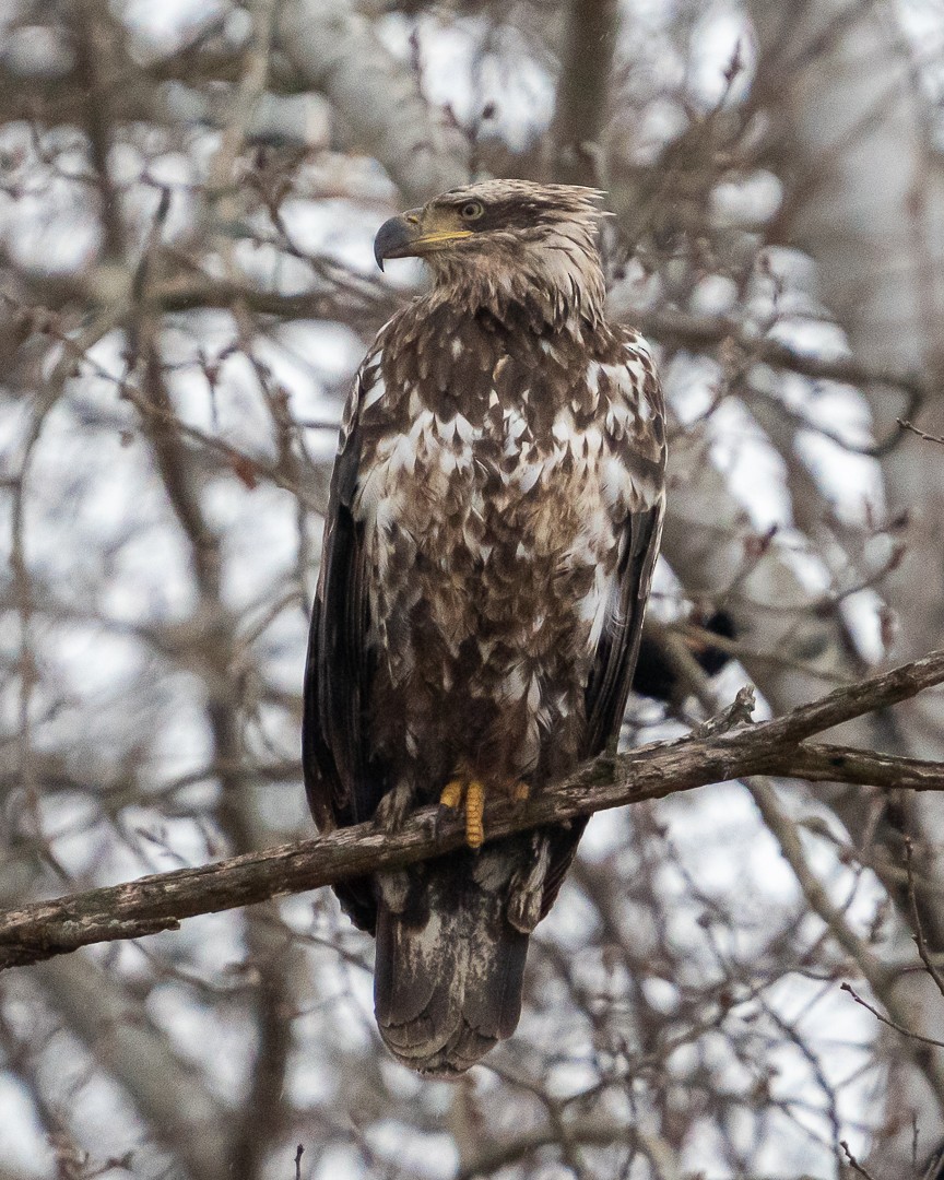 Weißkopf-Seeadler - ML655188128