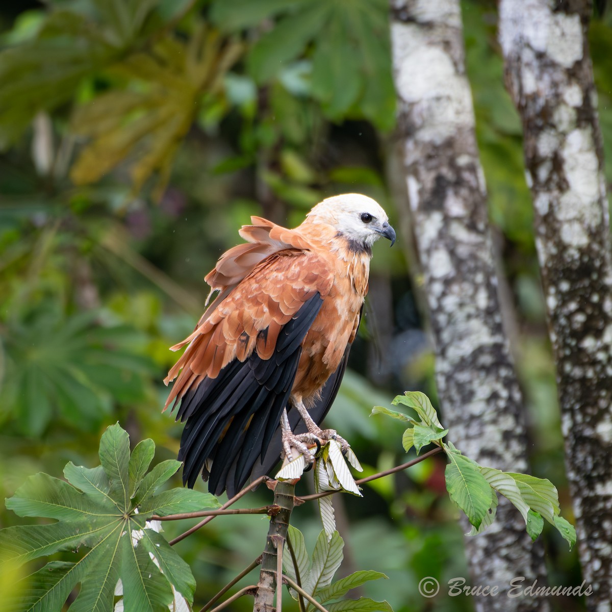 Black-collared Hawk - ML655188799