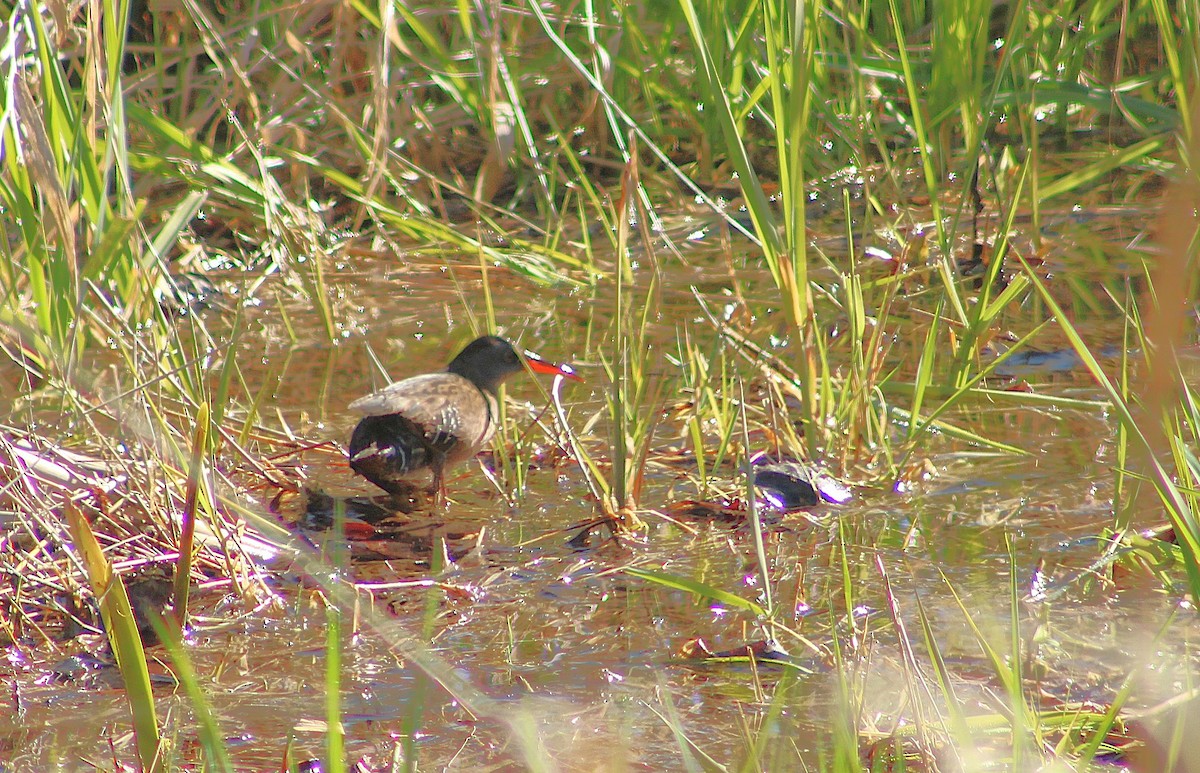 Râle de Virginie - ML655188820