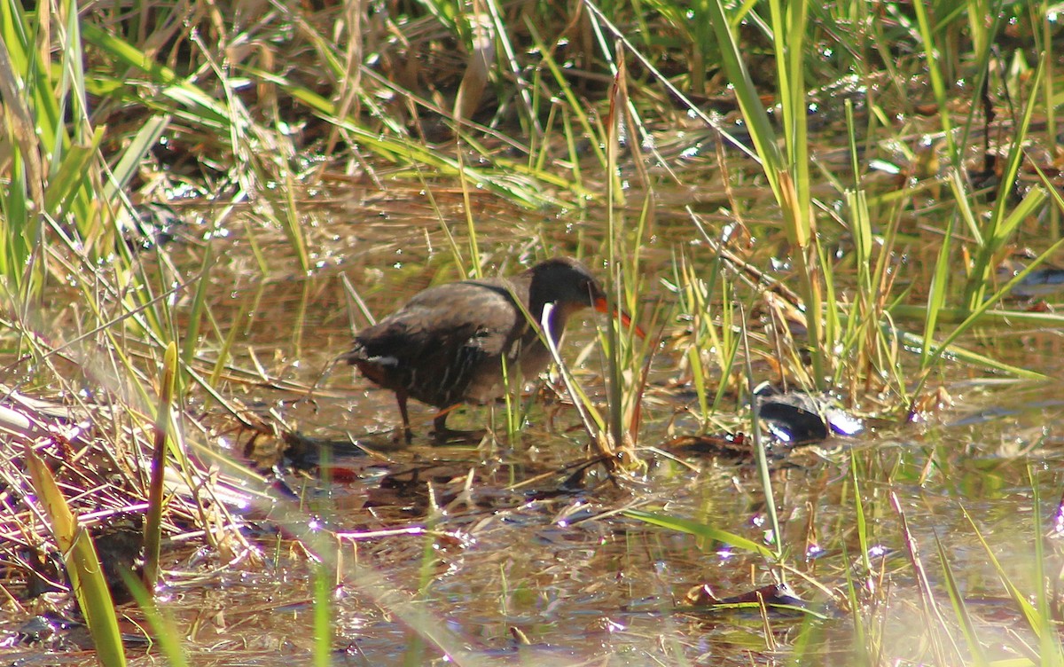 Râle de Virginie - ML655188821