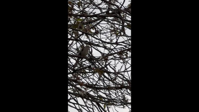 Northern Mockingbird - ML655188859