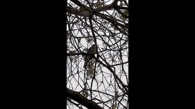 Northern Mockingbird - ML655188877