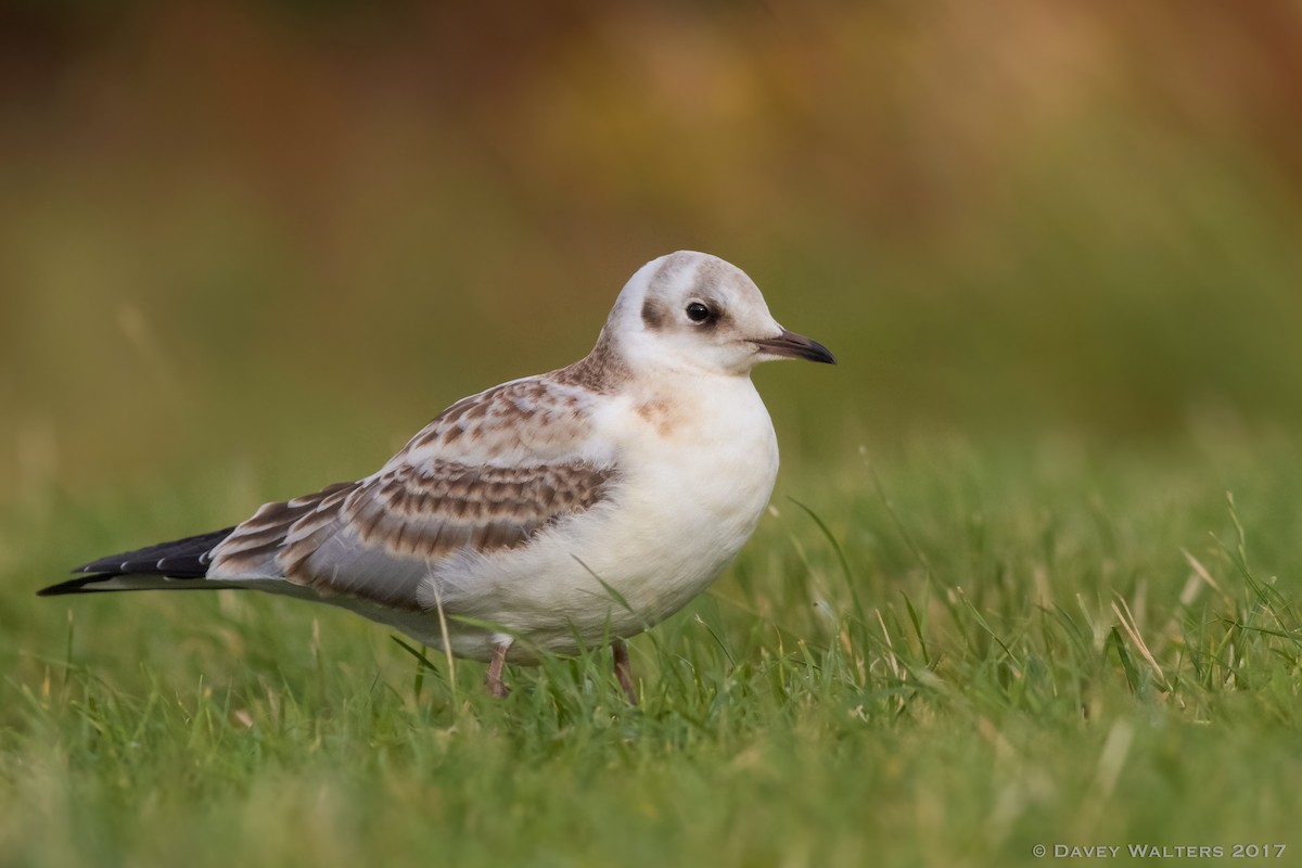 Black-headed Gull - Davey Walters