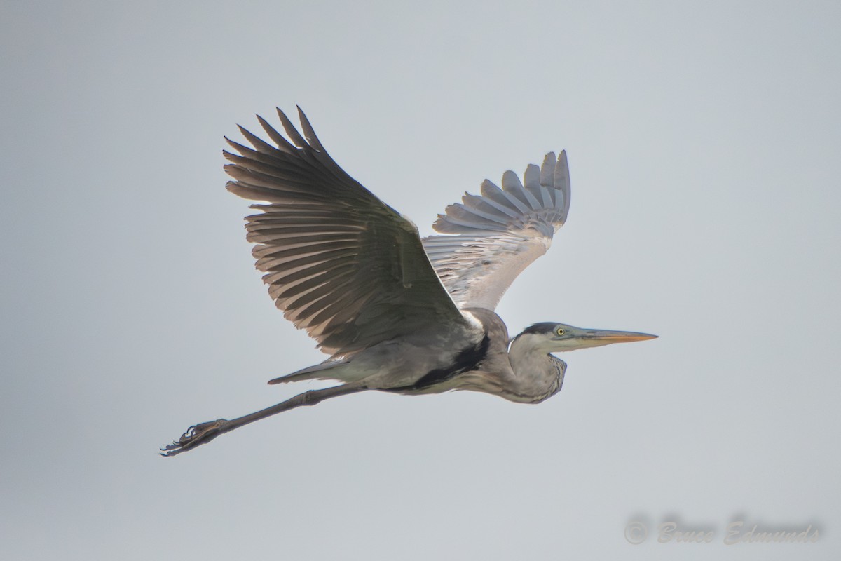 Cocoi Heron - ML655189339