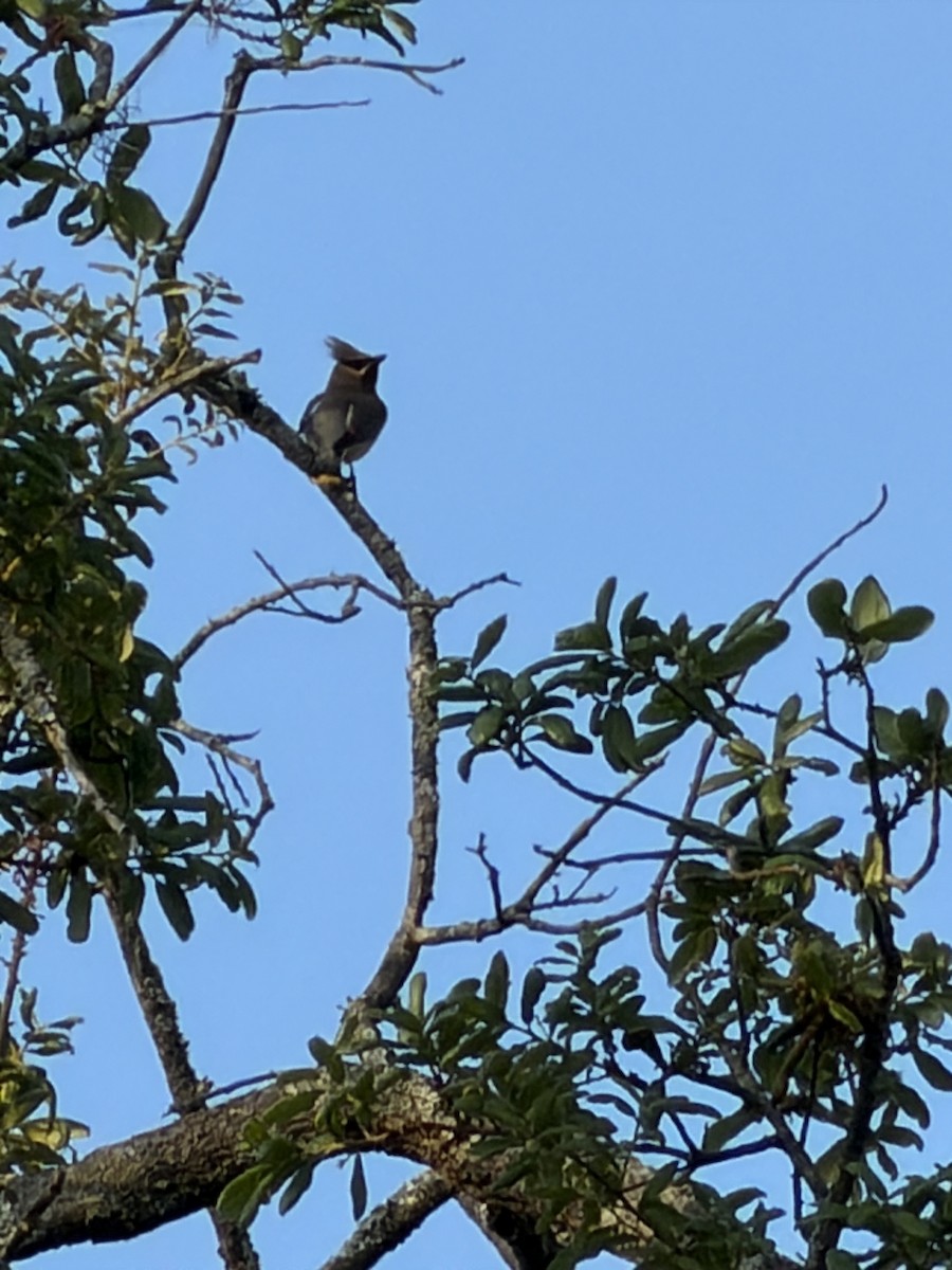 Cedar Waxwing - ML655189368