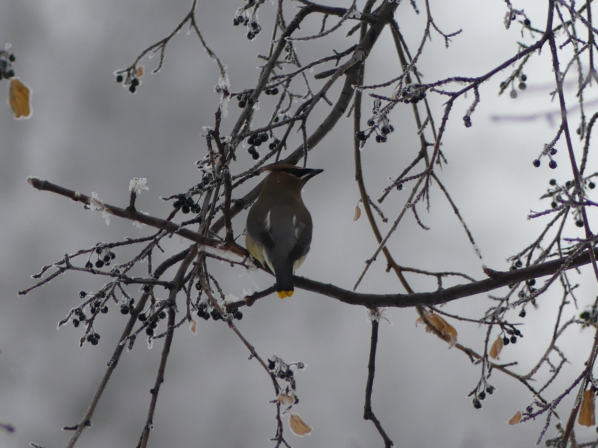 Cedar Waxwing - ML655189940