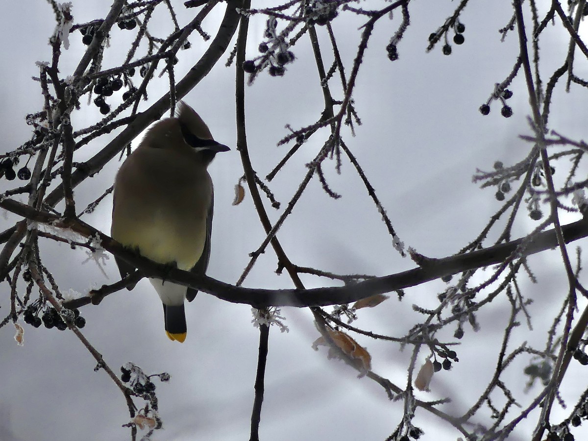 Cedar Waxwing - ML655189946