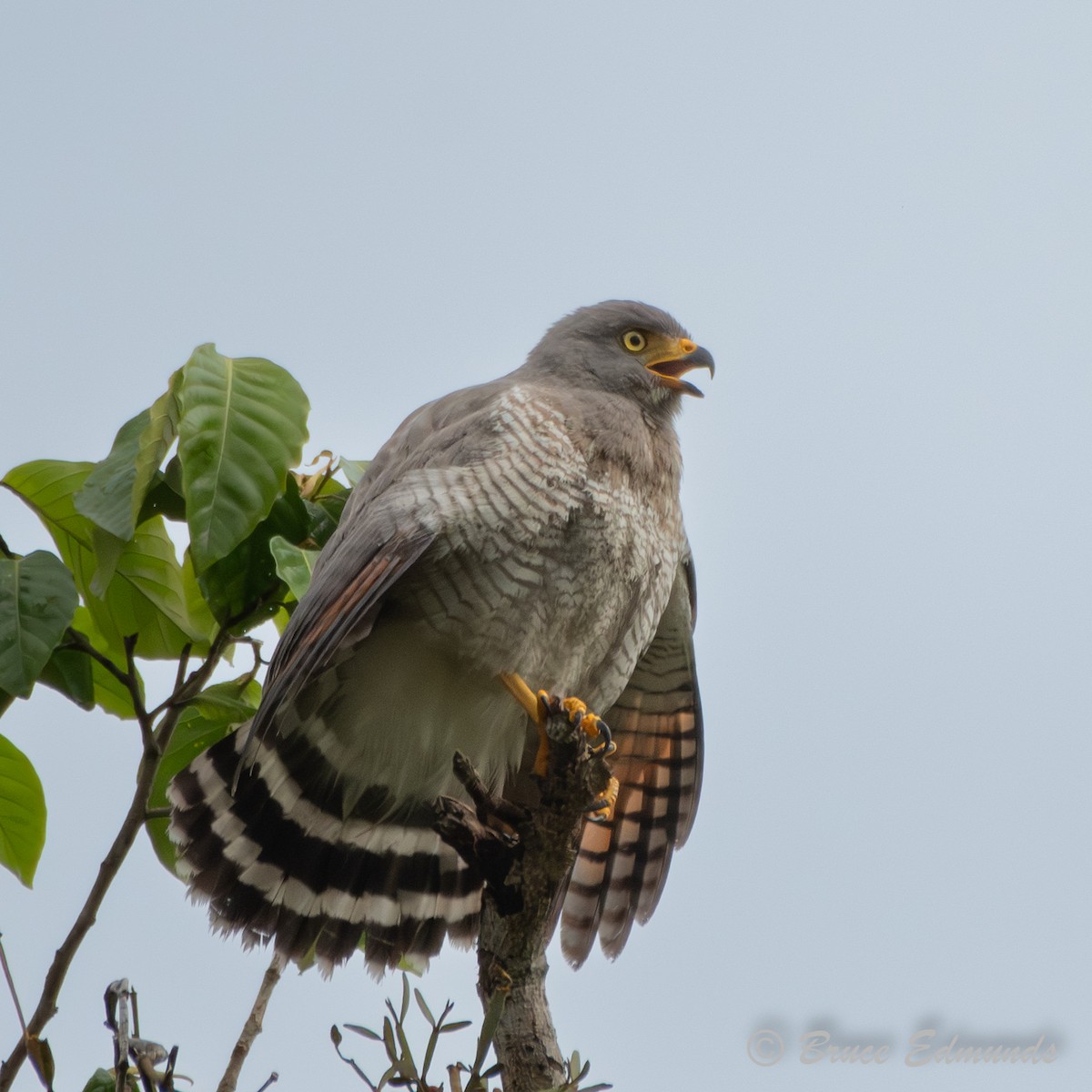 Roadside Hawk - ML655189998