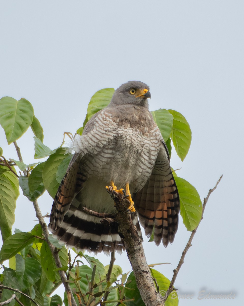 Roadside Hawk - ML655189999
