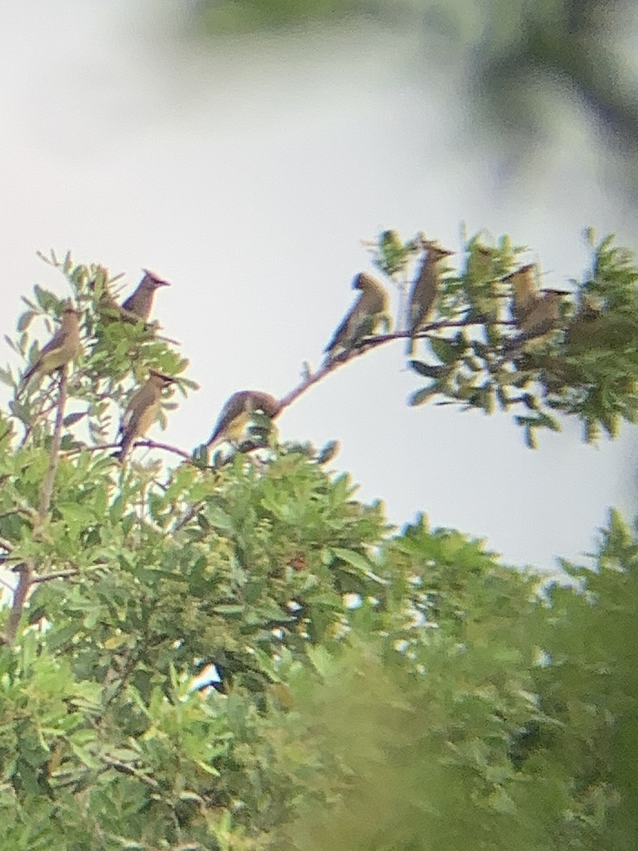 Cedar Waxwing - ML655190014