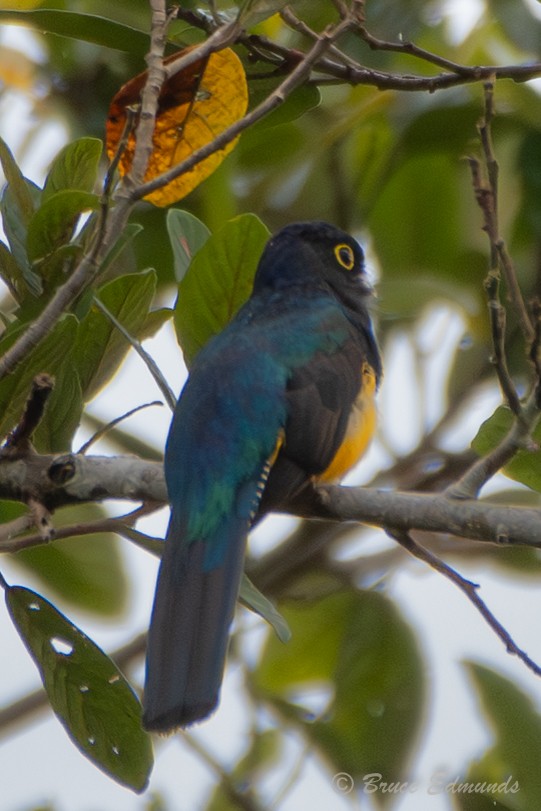 Amazonian Violaceous Trogon - ML655190437