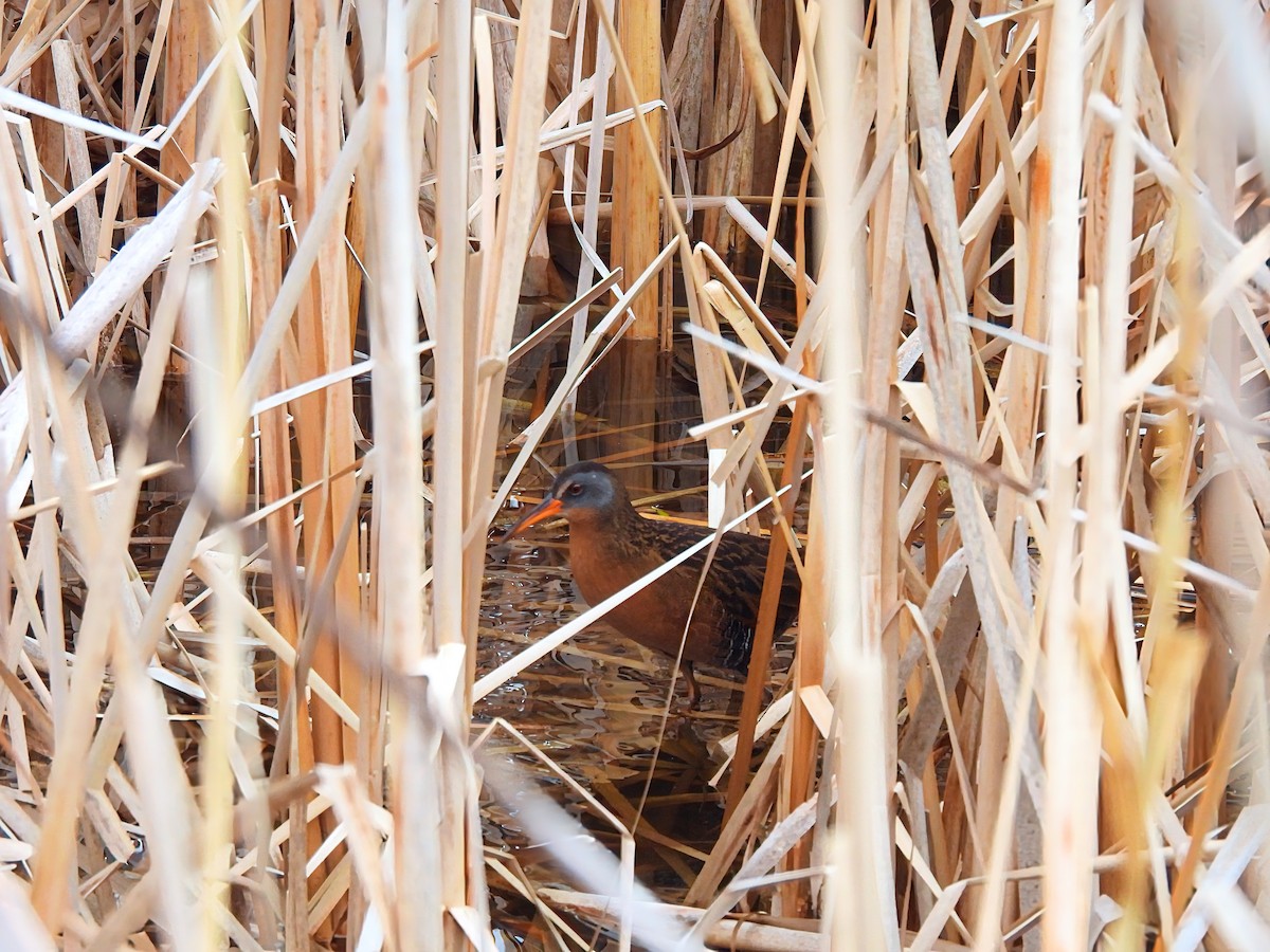 Râle de Virginie - ML655190596