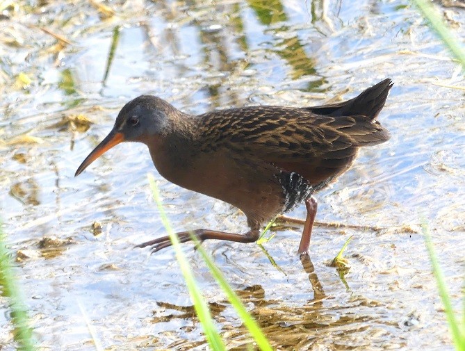 Râle de Virginie - ML655190776