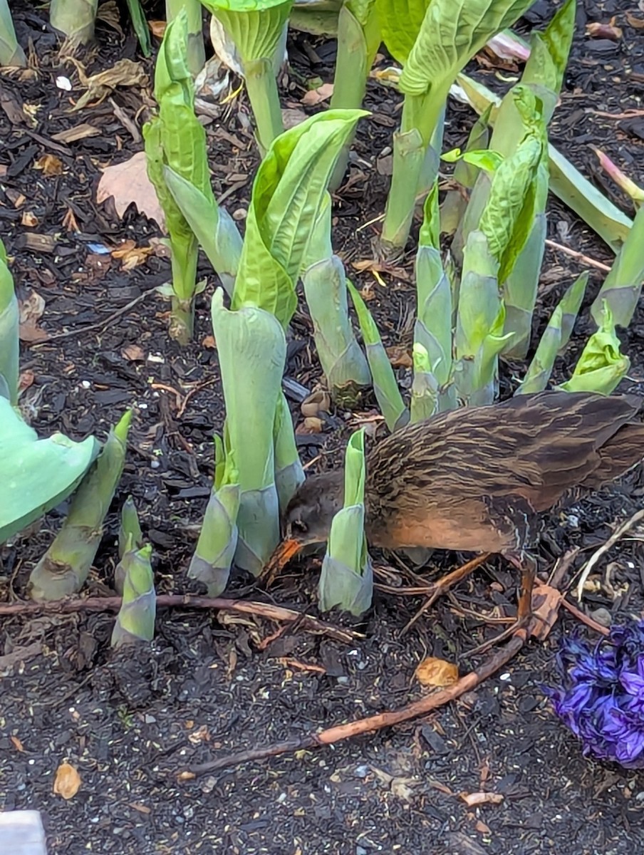 Râle de Virginie - ML655191152