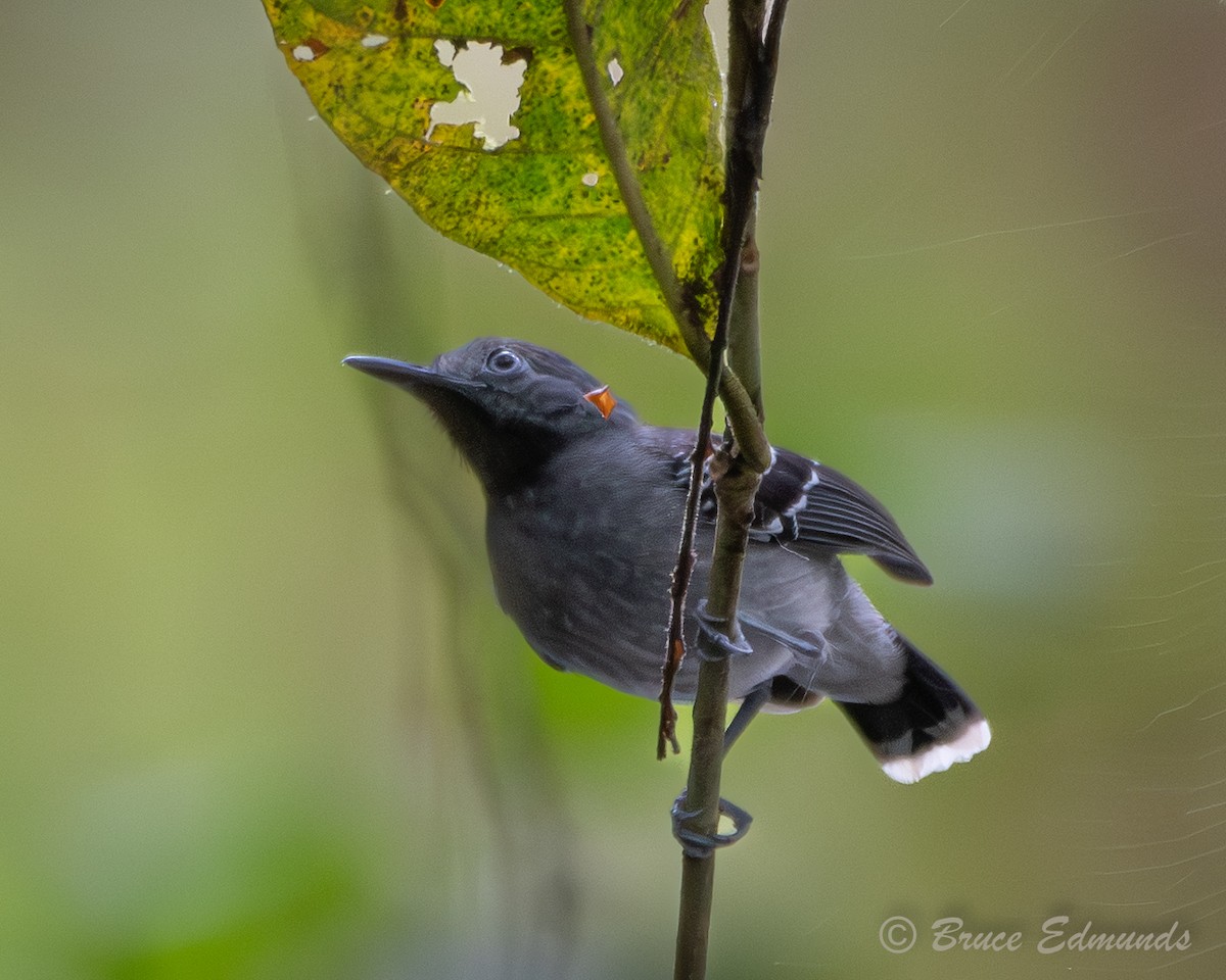Band-tailed Antbird - ML655191379
