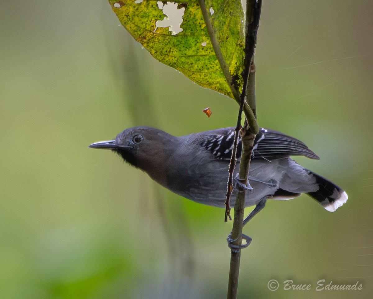 Band-tailed Antbird - ML655191380