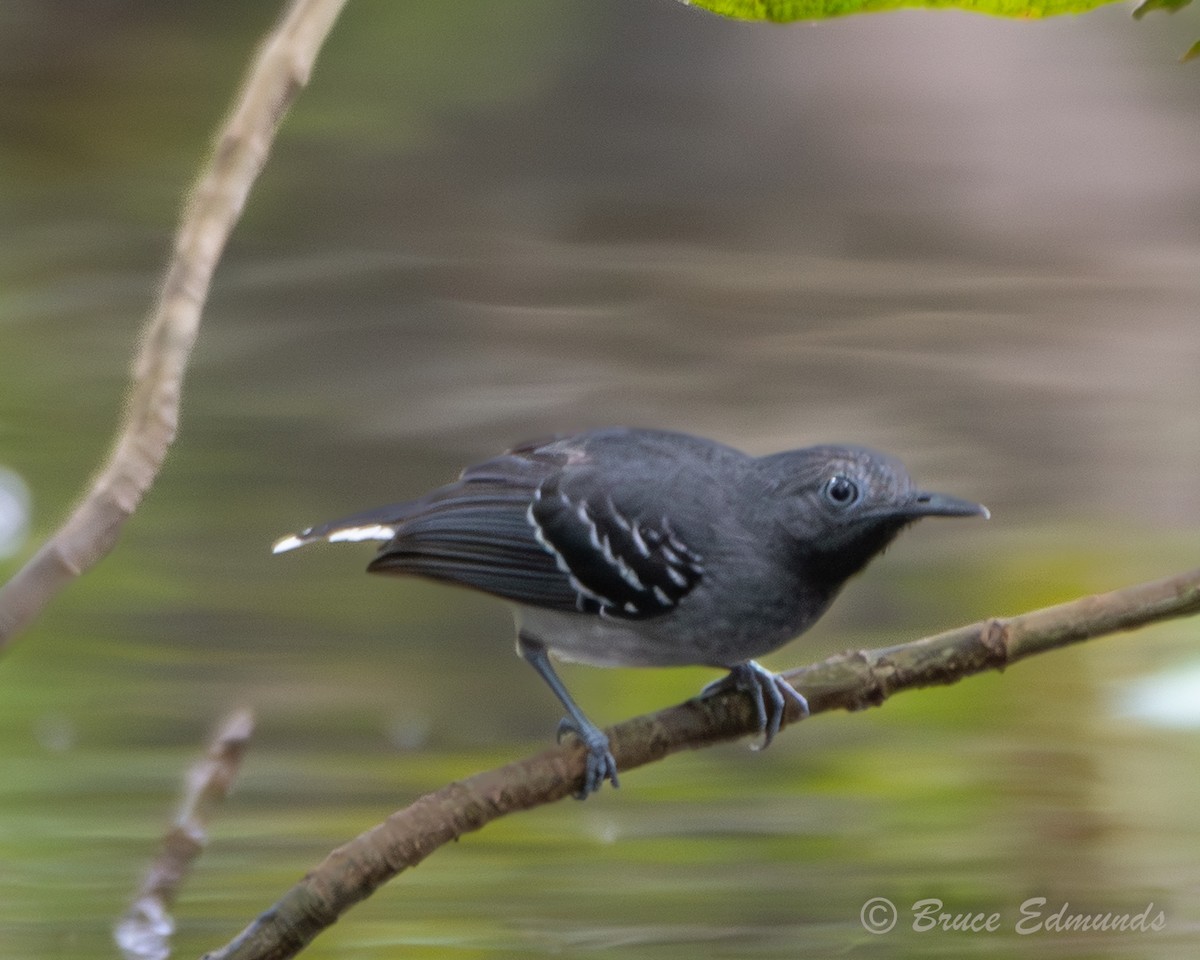 Band-tailed Antbird - ML655191381