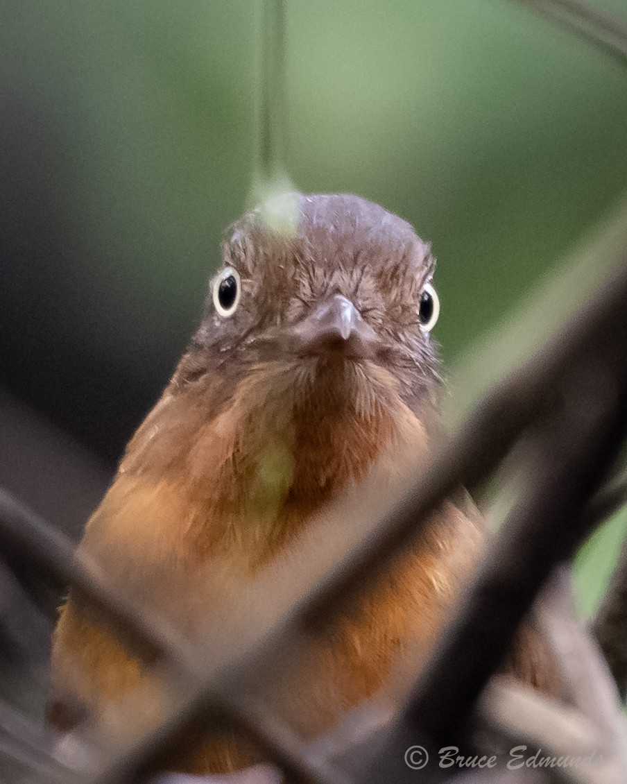 Dull-capped Attila - ML655191642