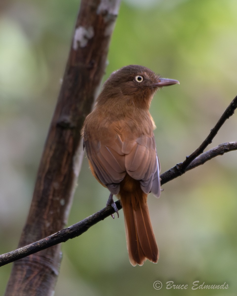 Dull-capped Attila - ML655191755