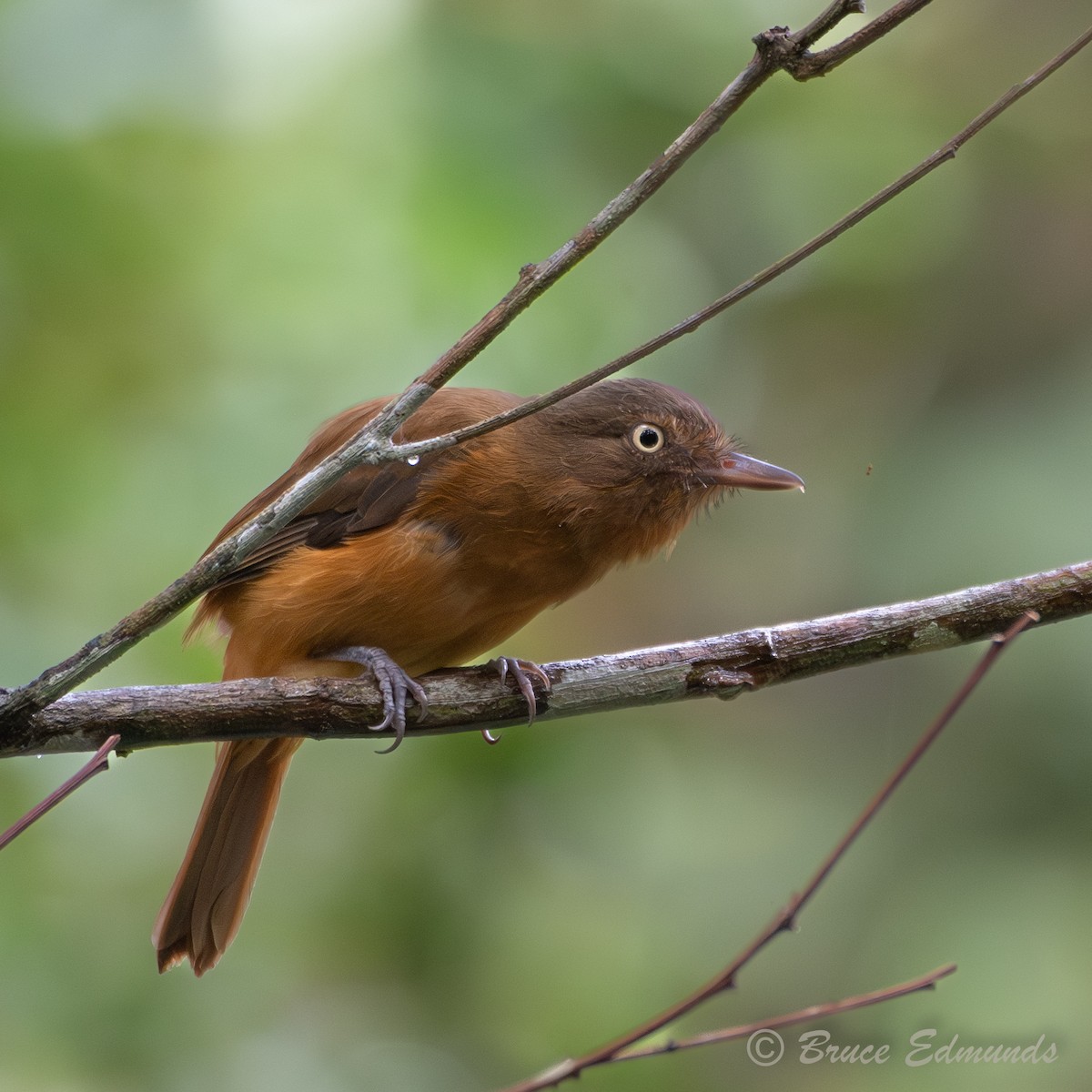 Dull-capped Attila - ML655191756