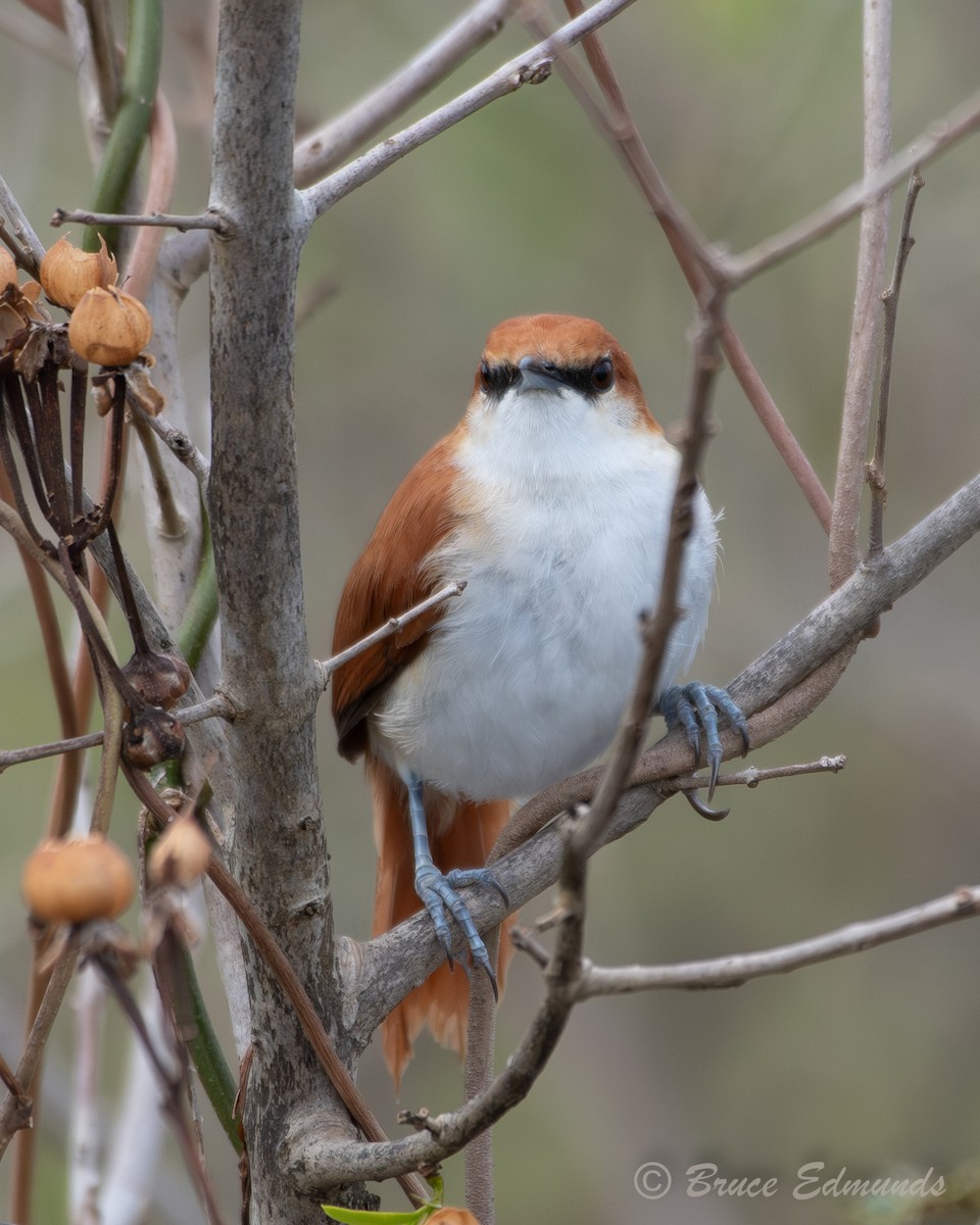 Red-and-white Spinetail - ML655191880