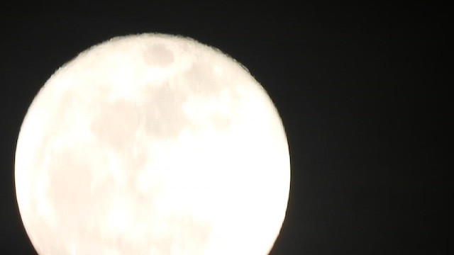 bird sp. - ML655192155